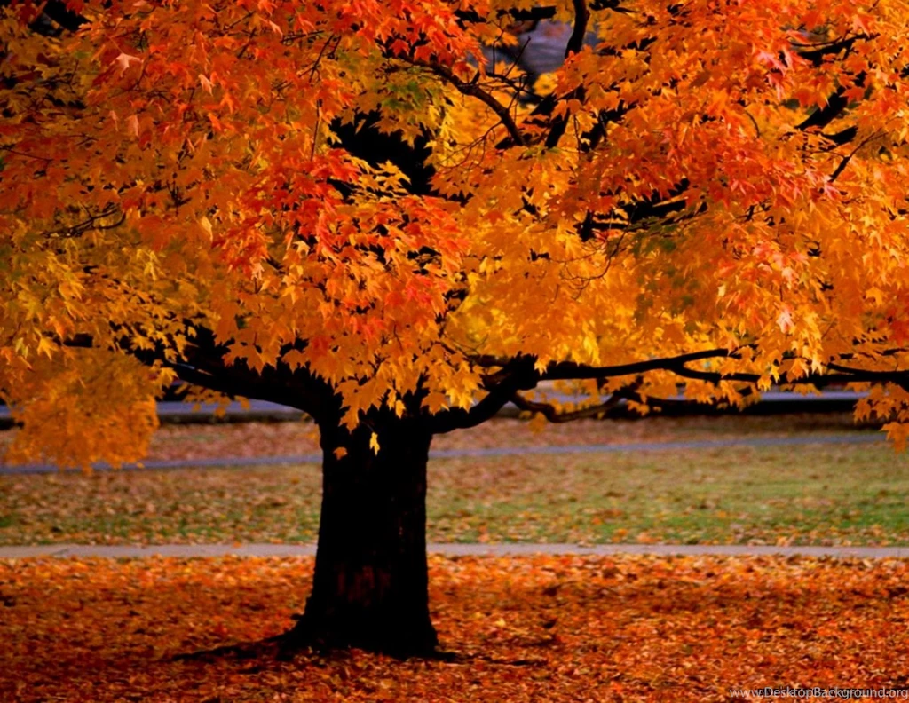 Autumn Desktop Backgrounds