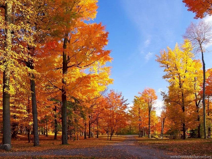 Forests Autumn Forest Colourful Trees Free Desktop Wallpapers ...