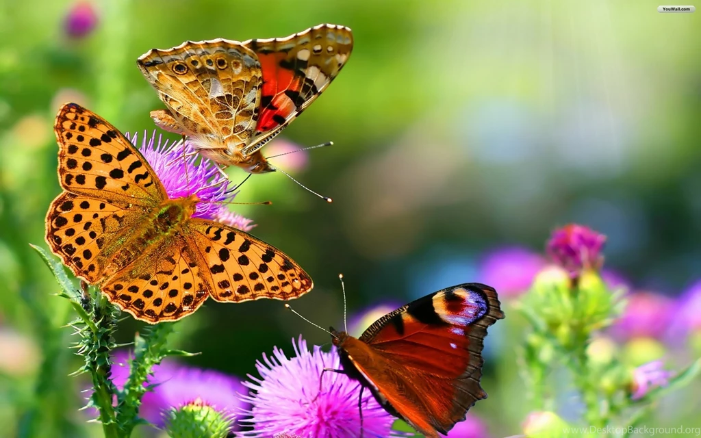 YouWall Butterfly And Flowers Wallpapers Wallpaper,wallpapers ...