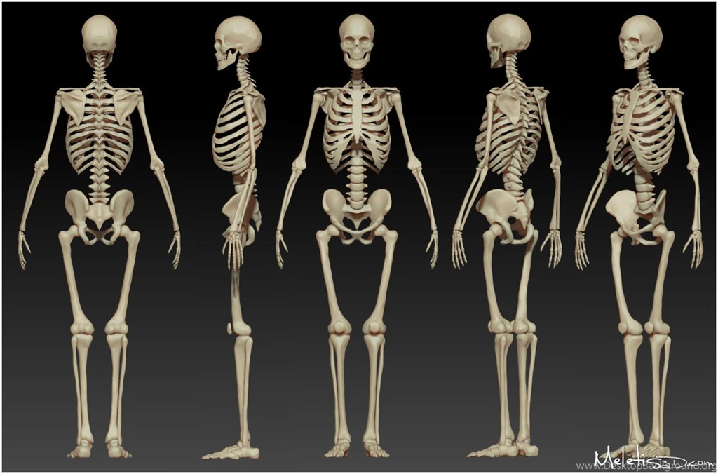 Human Skeleton Study By Meletis On DeviantArt