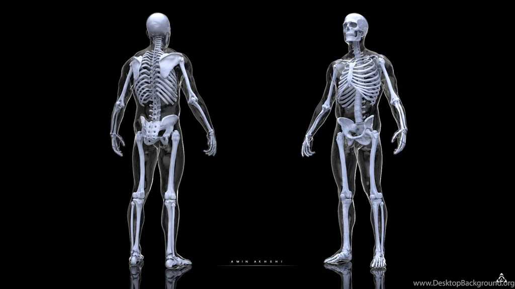 ArtStation   Anatomy Study Human Skeleton, Amin Akhshi