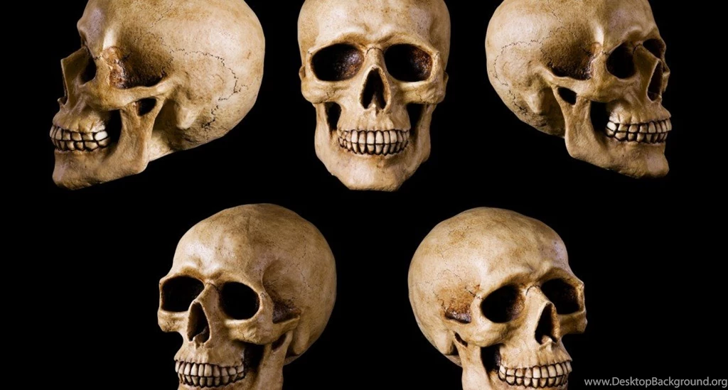 Head Skull Collections Photos