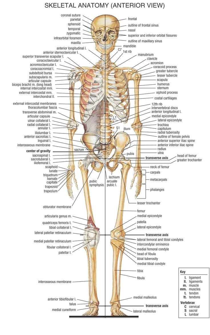 Anatomy Pictures Of The Human Body