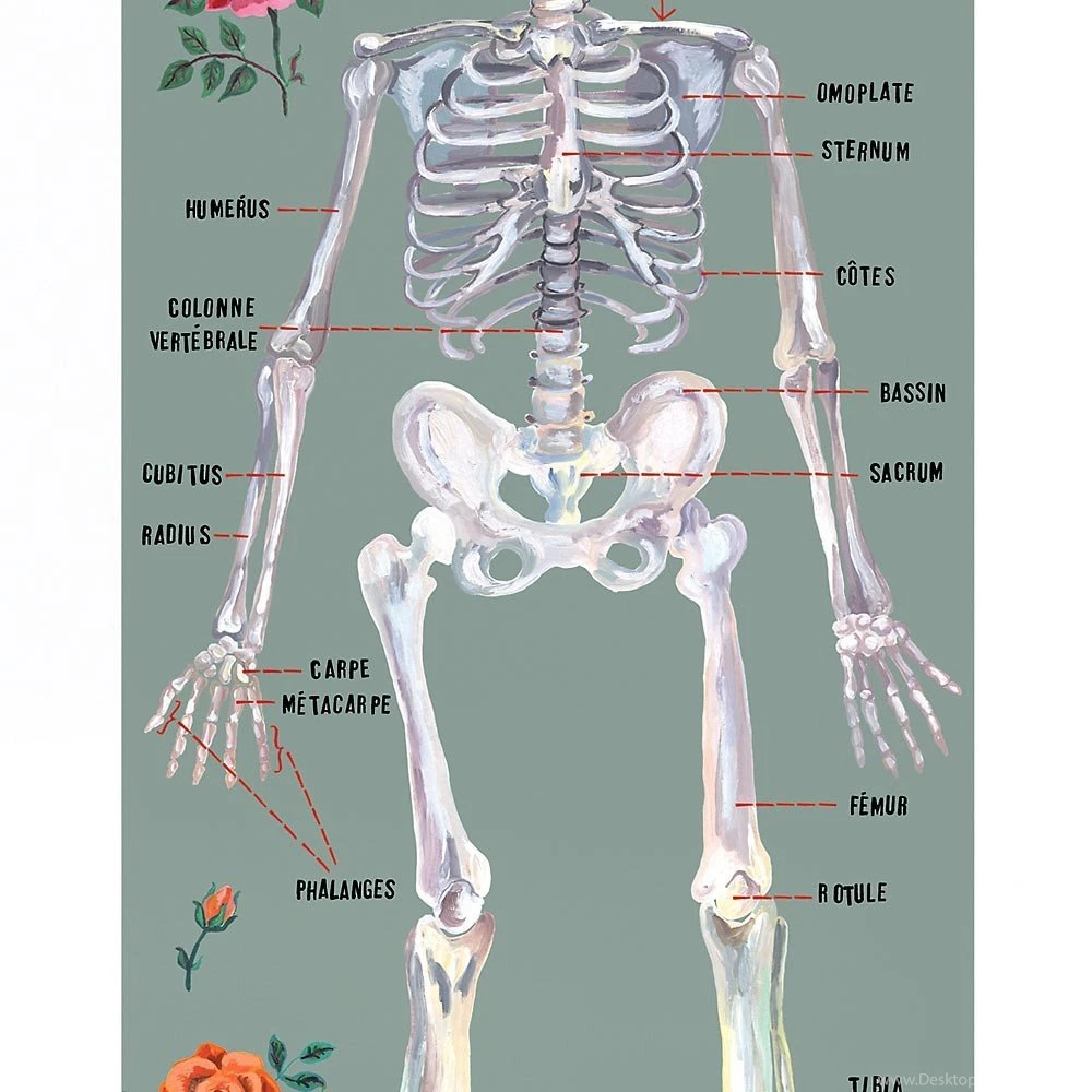 Domestic The Human Skeleton Wallpapers Grey Kids Bedroom Decor ...