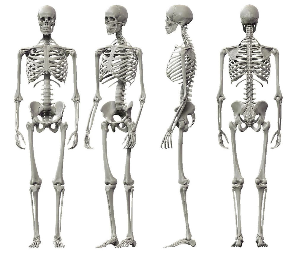 Skeleton Anatomy Of Human Body
