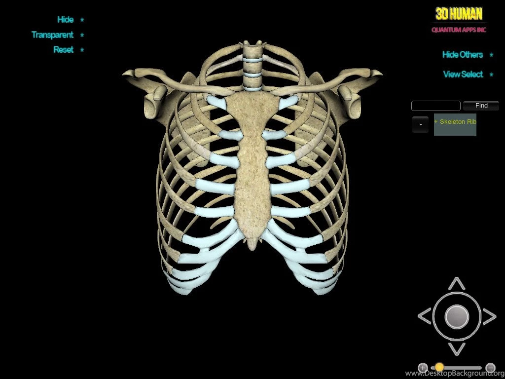 App Shopper: 3D Human Skeleton Rip_HD (Medical)
