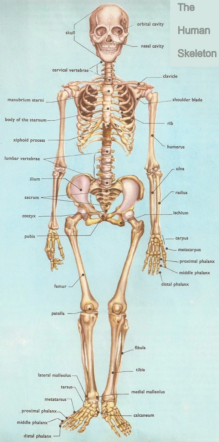Skeleton Anatomy Of Human Body