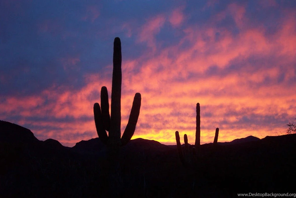 Sonoran Desert HD Pictures