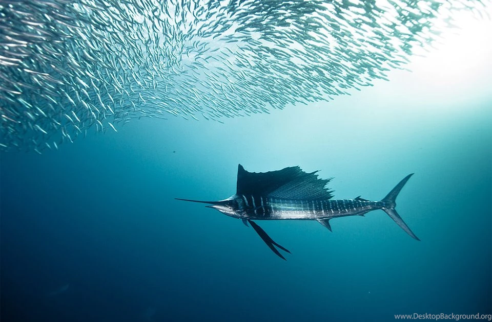 Sailfish and bait fish – Sky HD Wallpapers