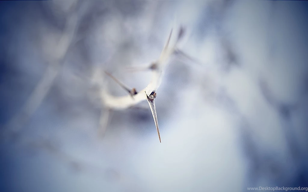 PING: KDE, Ubuntu Edge, Natural Selection, Sailfish OS, Wallpapers...