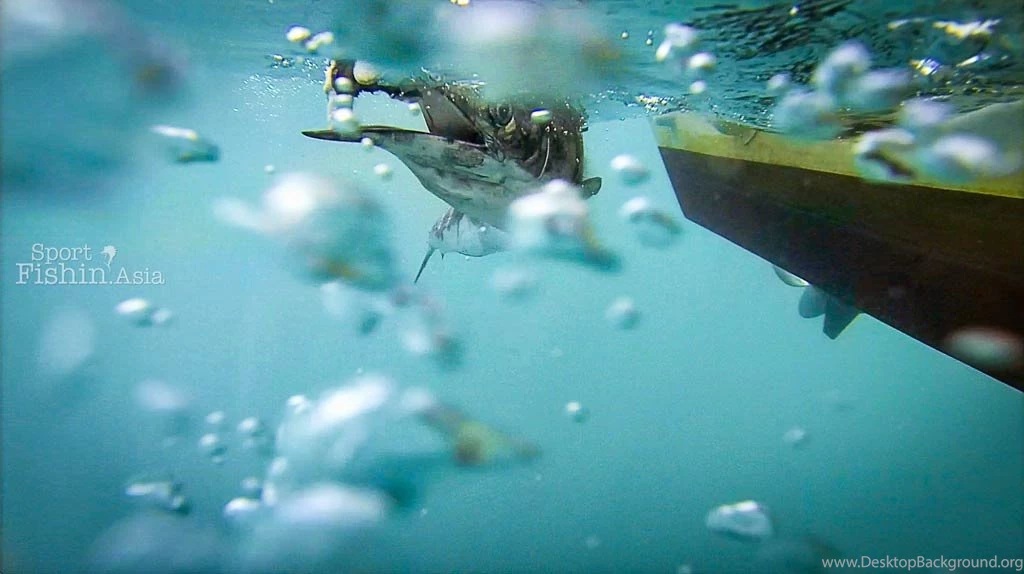 About The Indo Pacific Sailfish (Istiophorus Platypterus)