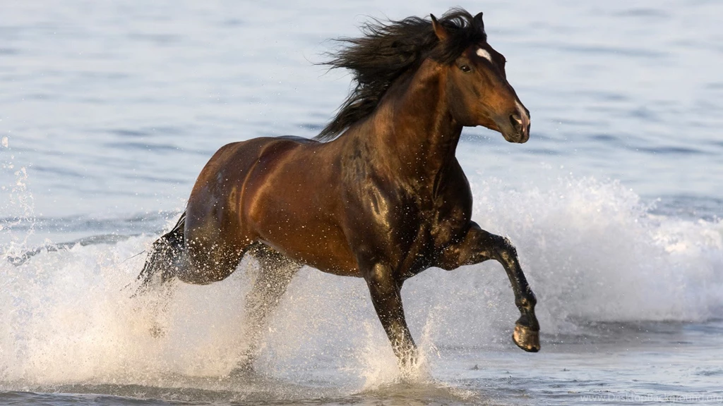 Horse Beautiful Brown Horse Images Photos High Resolution For ...