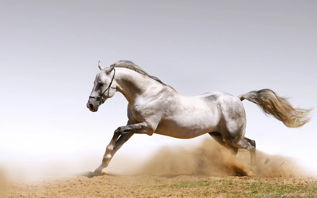 White Horse Wallpapers   Wallpapers Cave
