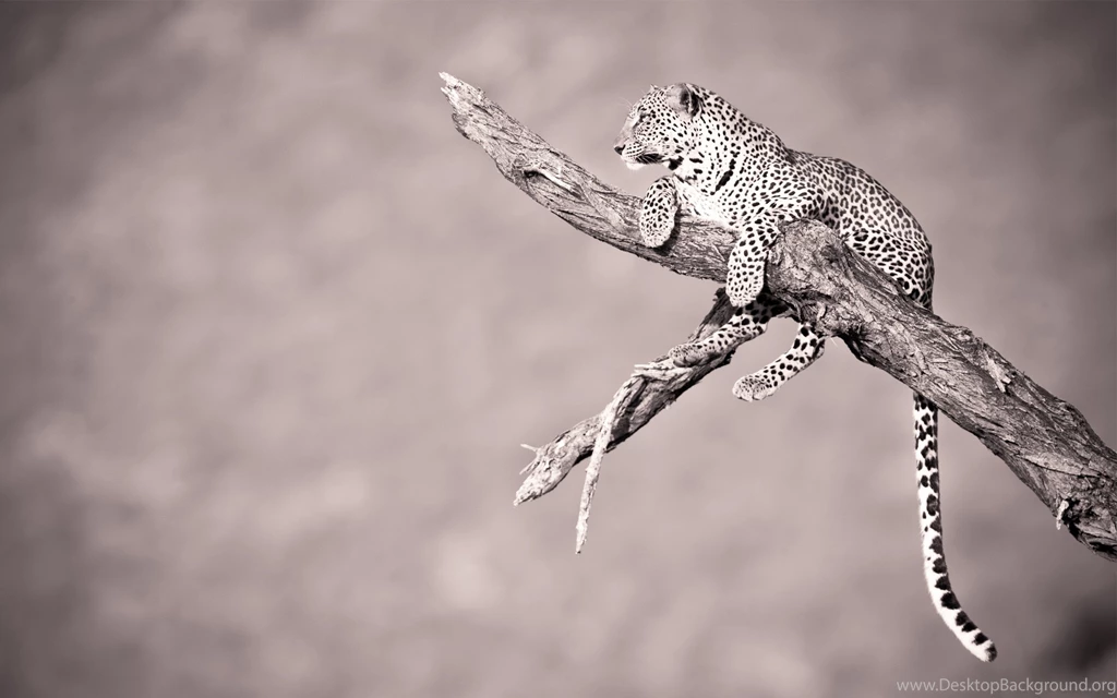 Animal Wallpapers For Android ~Uhpw2e Free Download