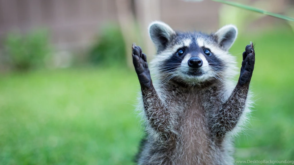 Animal Wallpapers Phone ~kSVpHn Free Download