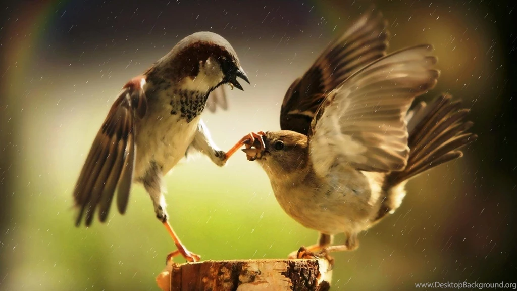 Animal Wallpapers Desktop ~9XeOja Free Download