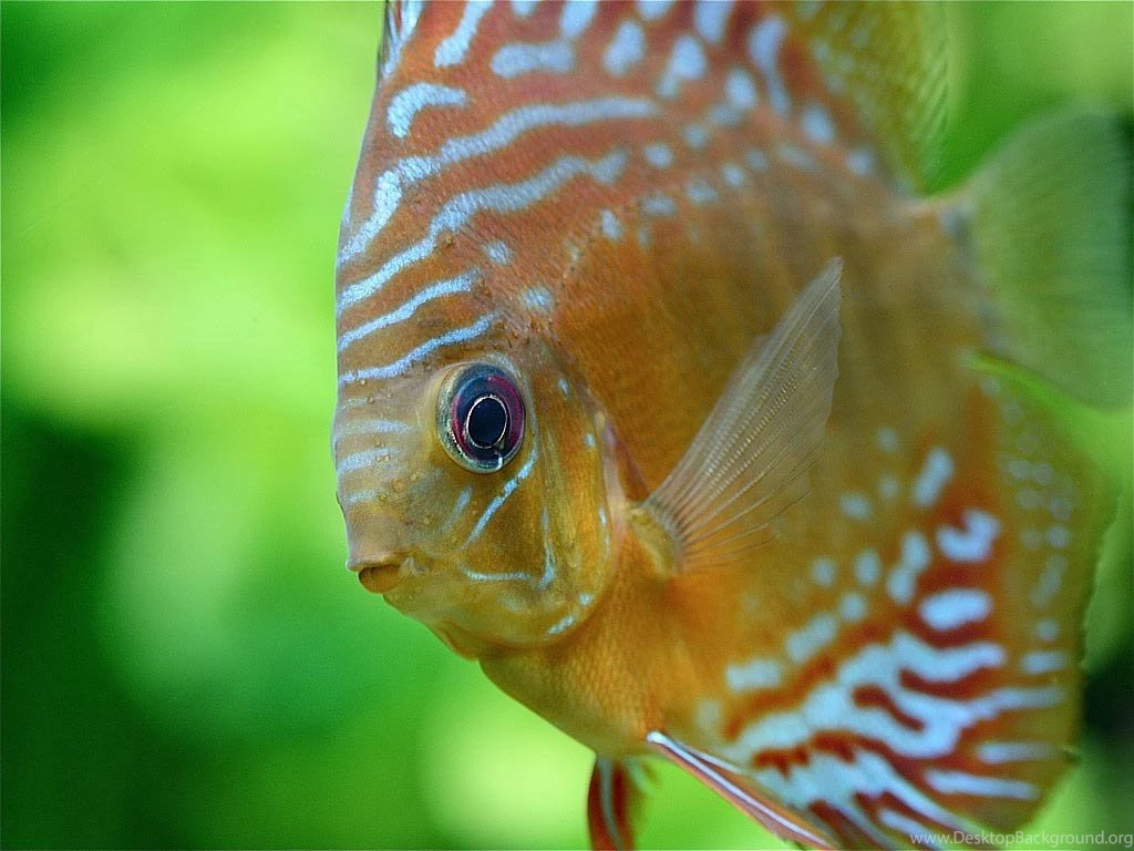Discus Wallpapers And Backgrounds   Animals Town