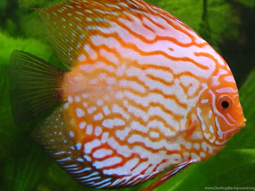 Discus Wallpapers Animals Town