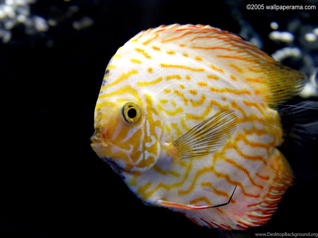 Download Discus Fish Cute Wallpapers