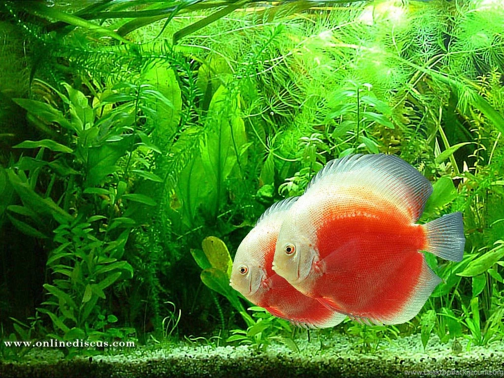 Welcome To Online Discus.com > Download Discus Fish Wallpaper.