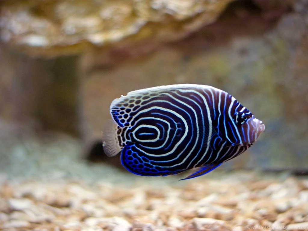 Discus Wallpapers Animals Town