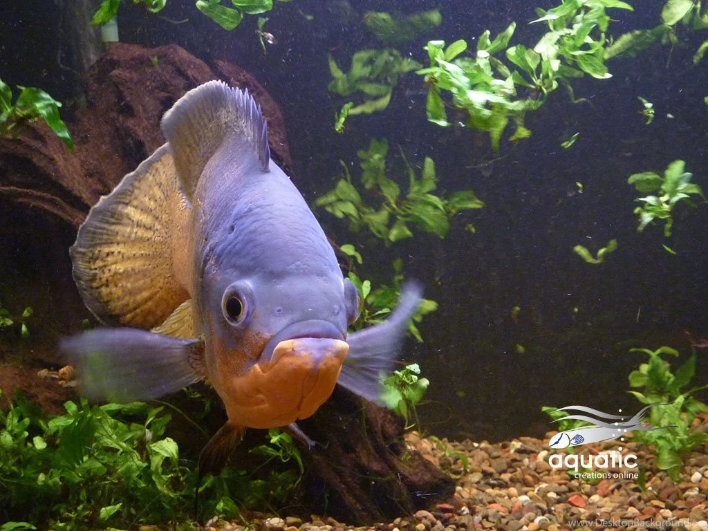 Aco Aquariums   Wallpapers