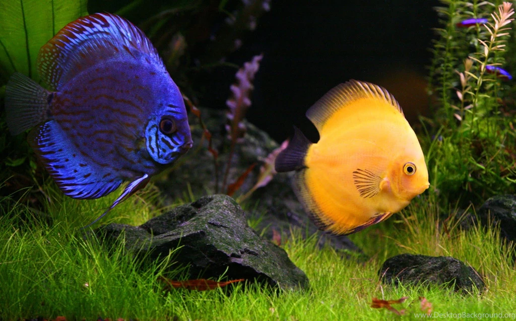 7 Ikan Tereksotis Di Dunia