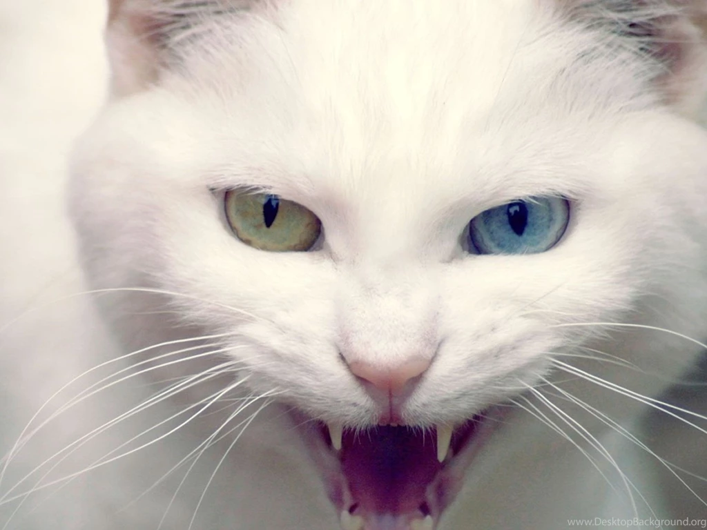 Cats: Angry Cat White Nature Sweet Cute Animals Wallpapers HD For ...