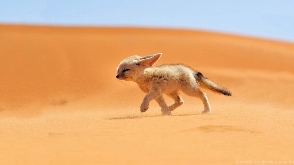 1920x1080 Fennec Fox Desert Wallpapers