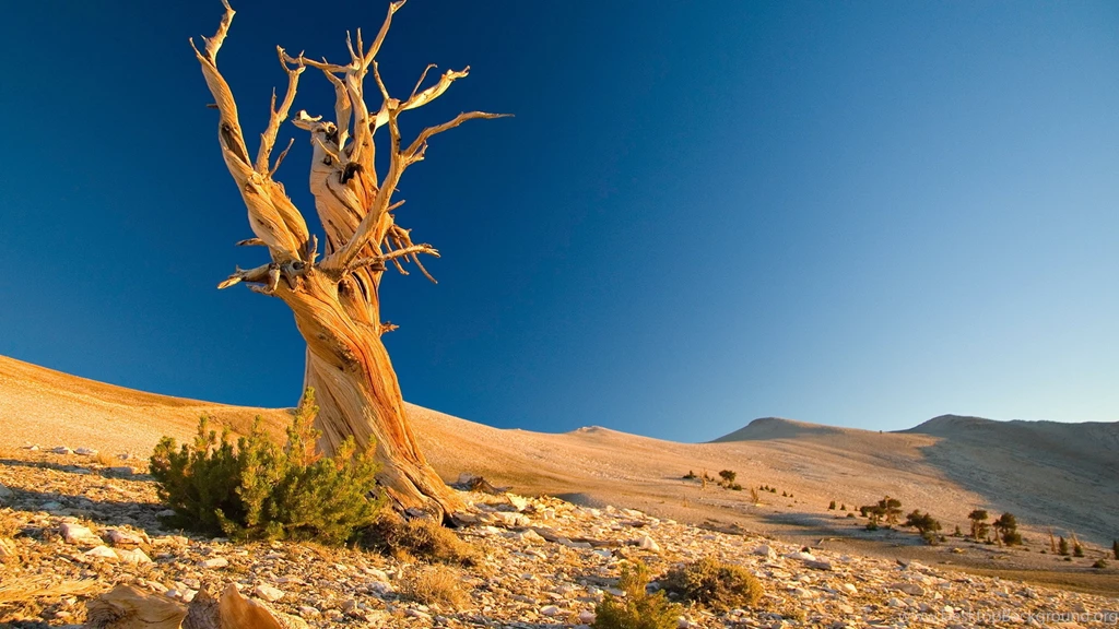 Nature Wallpaper: Desert Mobile Wallpapers HD Resolution Wallpapers ...