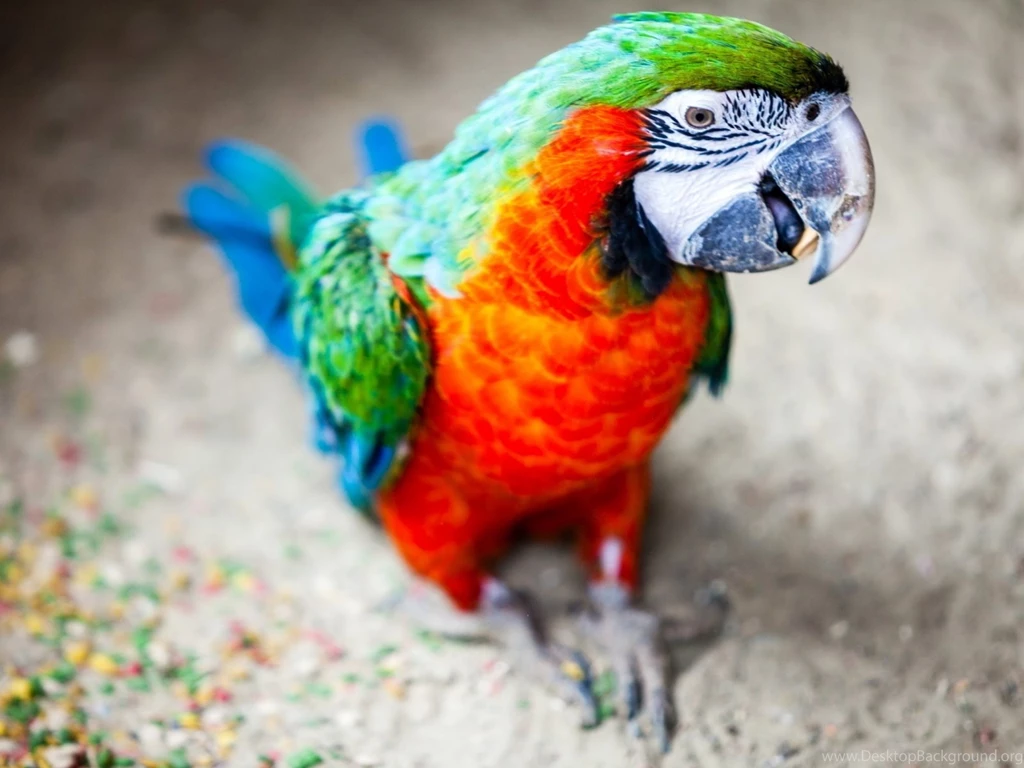 Parrot Wallpapers Collection (29+)