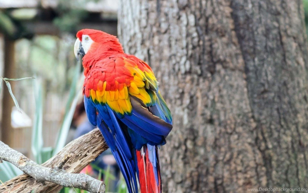 40+ Beautiful Parrot HD Wallpapers That You Will Surely Love ...