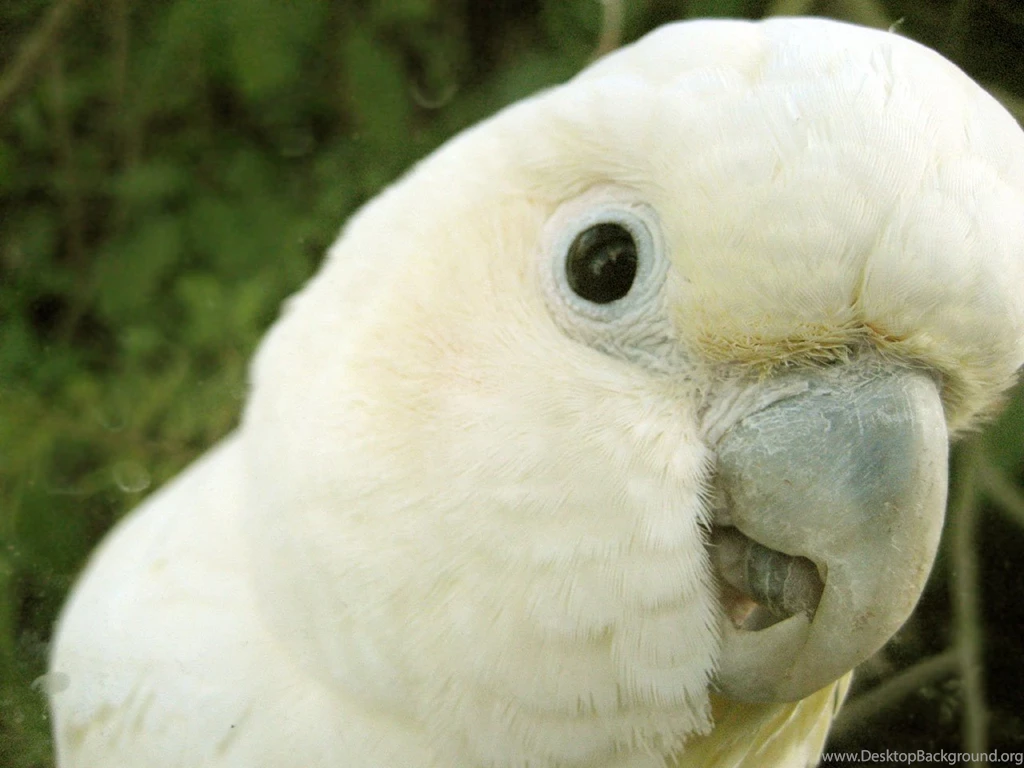 The Pictures For > White Parrots Wallpapers
