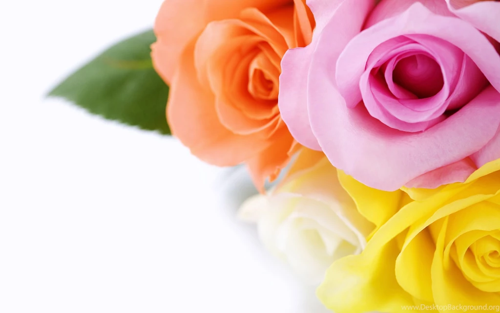 Yellow Roses Wallpapers Wallpapers Cave