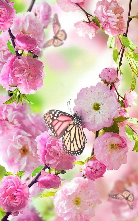 Floral Wallpapers Android Apps On Google Play