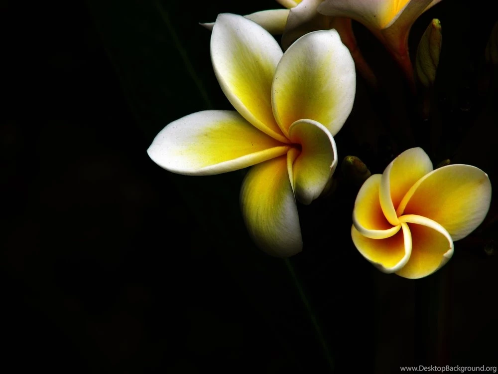 Wallpapers Frangipani By Flora Customize.org
