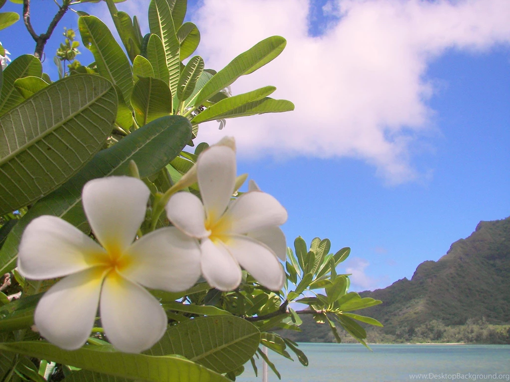 Plumeria Frangipani Tree Plant Overlooking Bora Bora Paradise ...