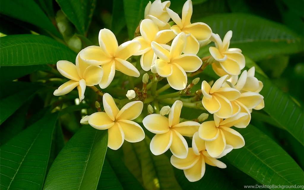 Frangipani Wallpapers HD Download