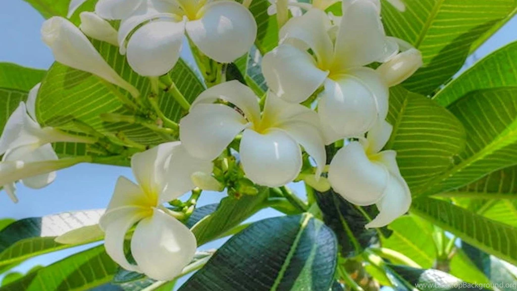 Frangipani Wallpapers (