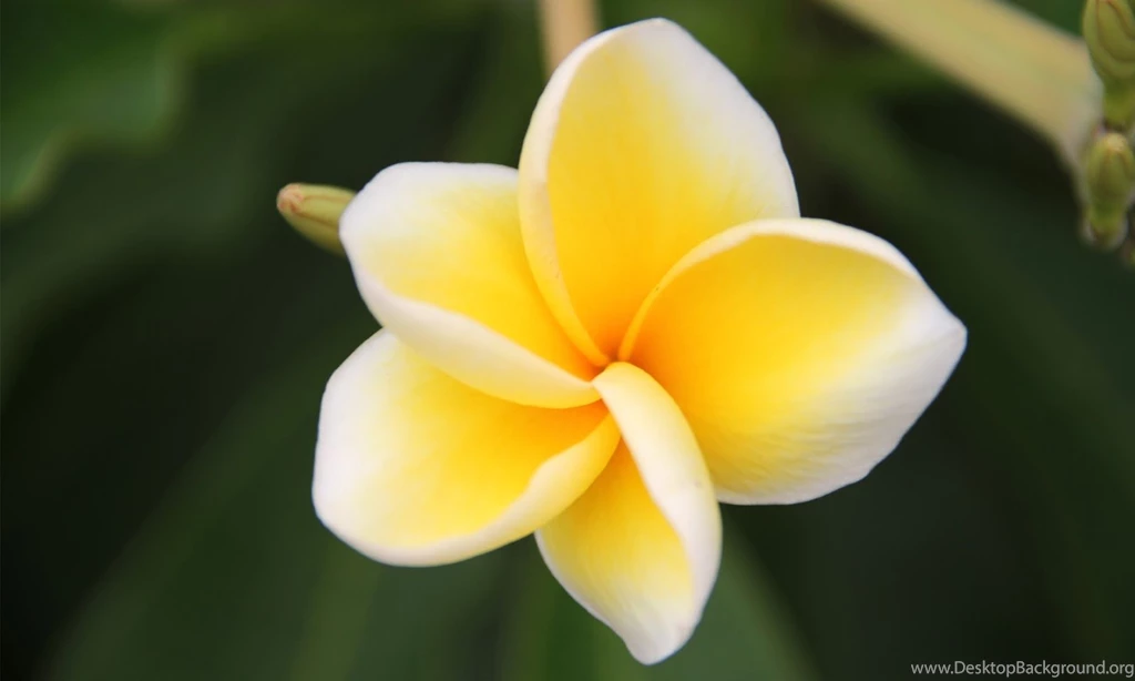 Plumeria Frangipani HD Wallpapers
