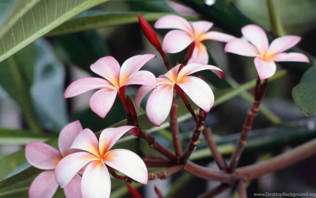 Frangipani Flowers Desktop Wallpapers