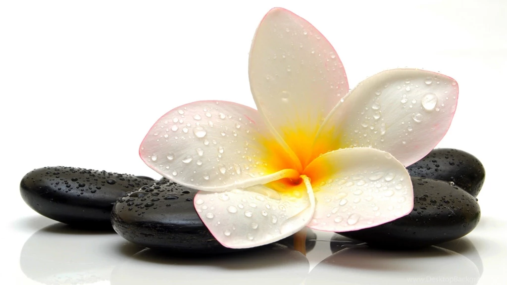 Wallpapers Flower, Drop, Plumeria, Stone, Frangipani Flower And ...