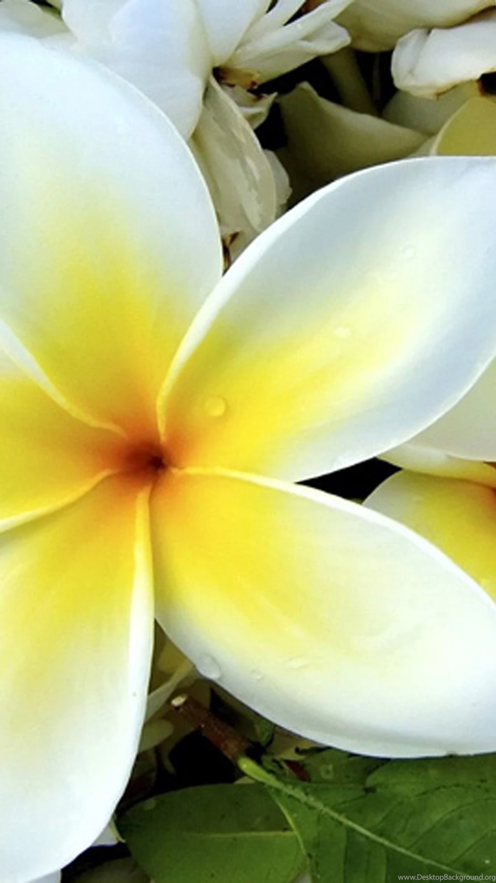 Frangipani Galaxy S5 Wallpapers