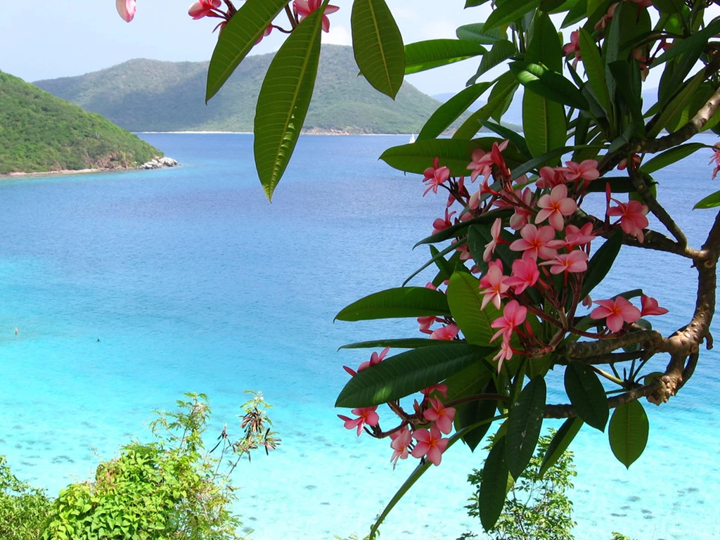 Download Free HQ Frangipani Wallpapers