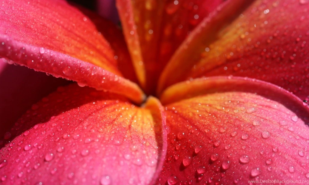 Plumeria Frangipani HD Wallpapers