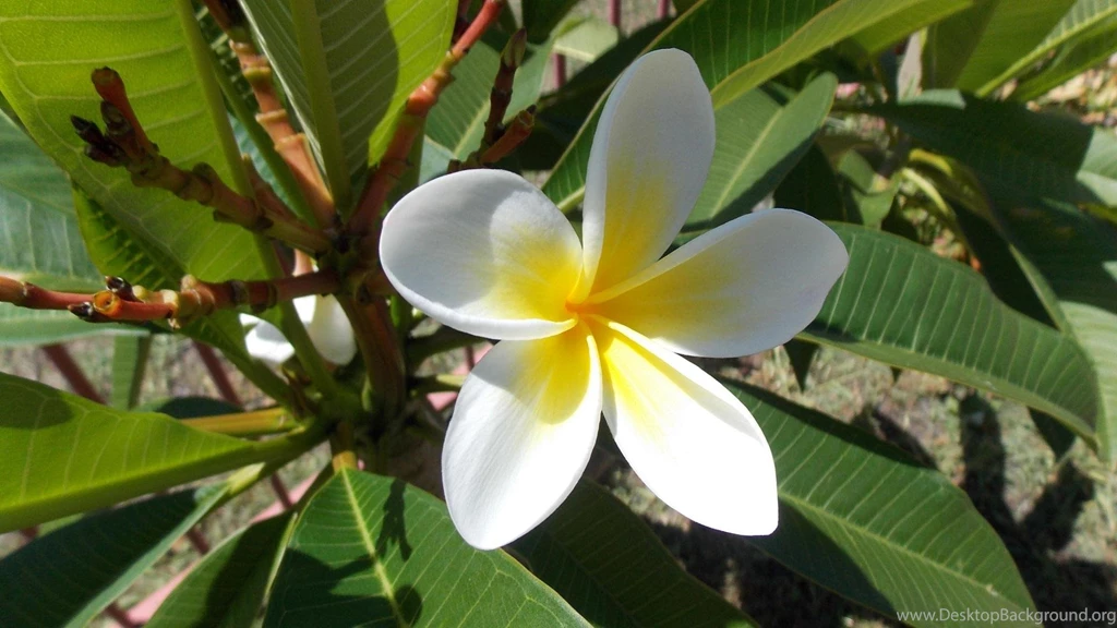 Frangipani Wallpapers HD Download