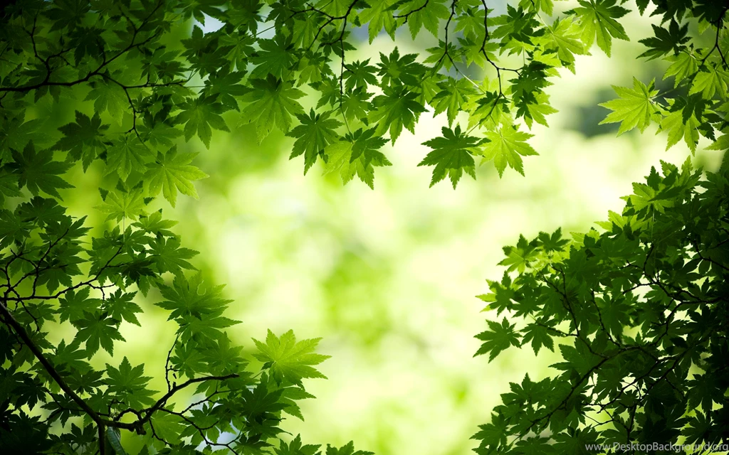 Green Leaves Wallpapers