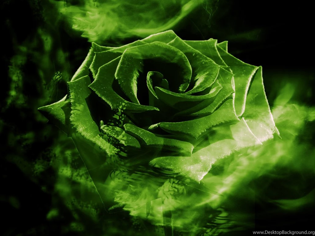 Green Rose Wallpapers Collection (25+)