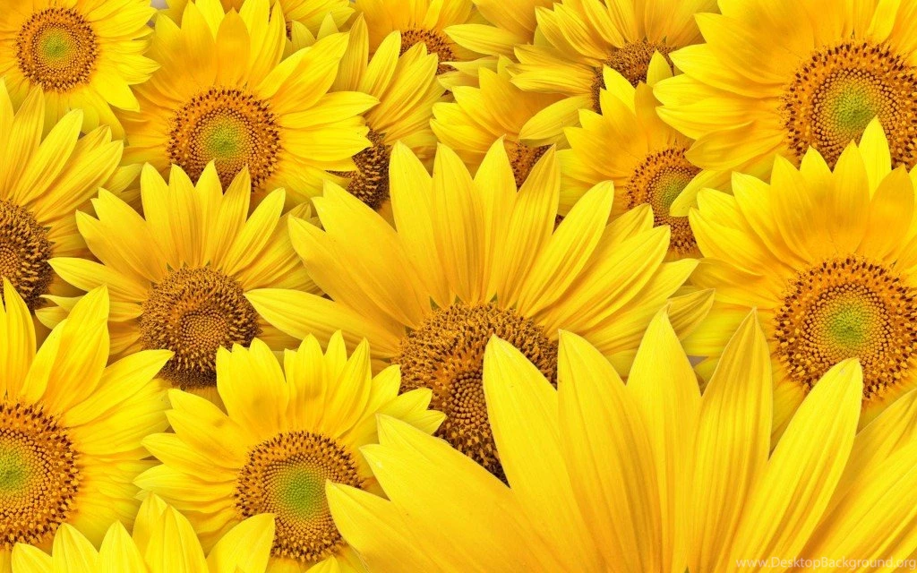 Wallpapers Computer