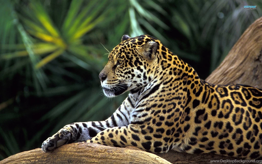 Leopard Wallpapers 15 Best Wallpapers Collection
